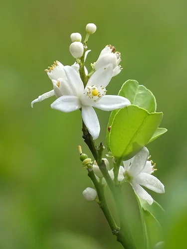 satsuma (Citrus unshiu), photograph