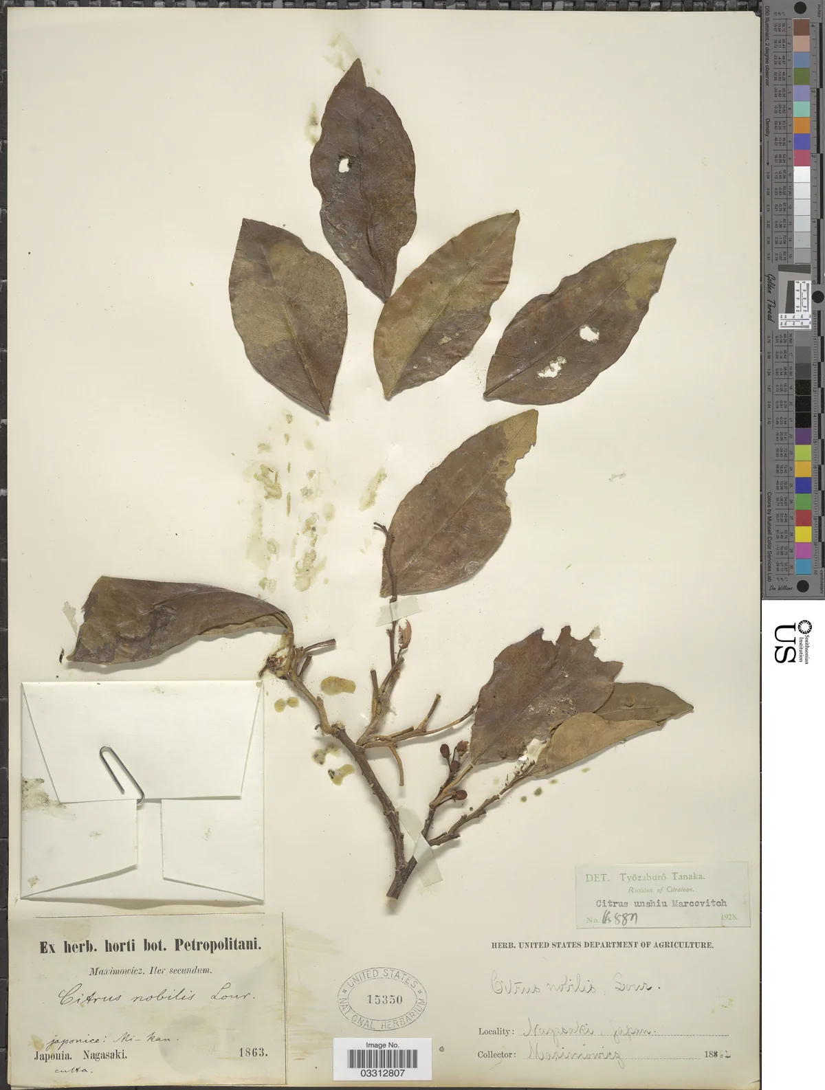 satsuma (Citrus unshiu), photograph