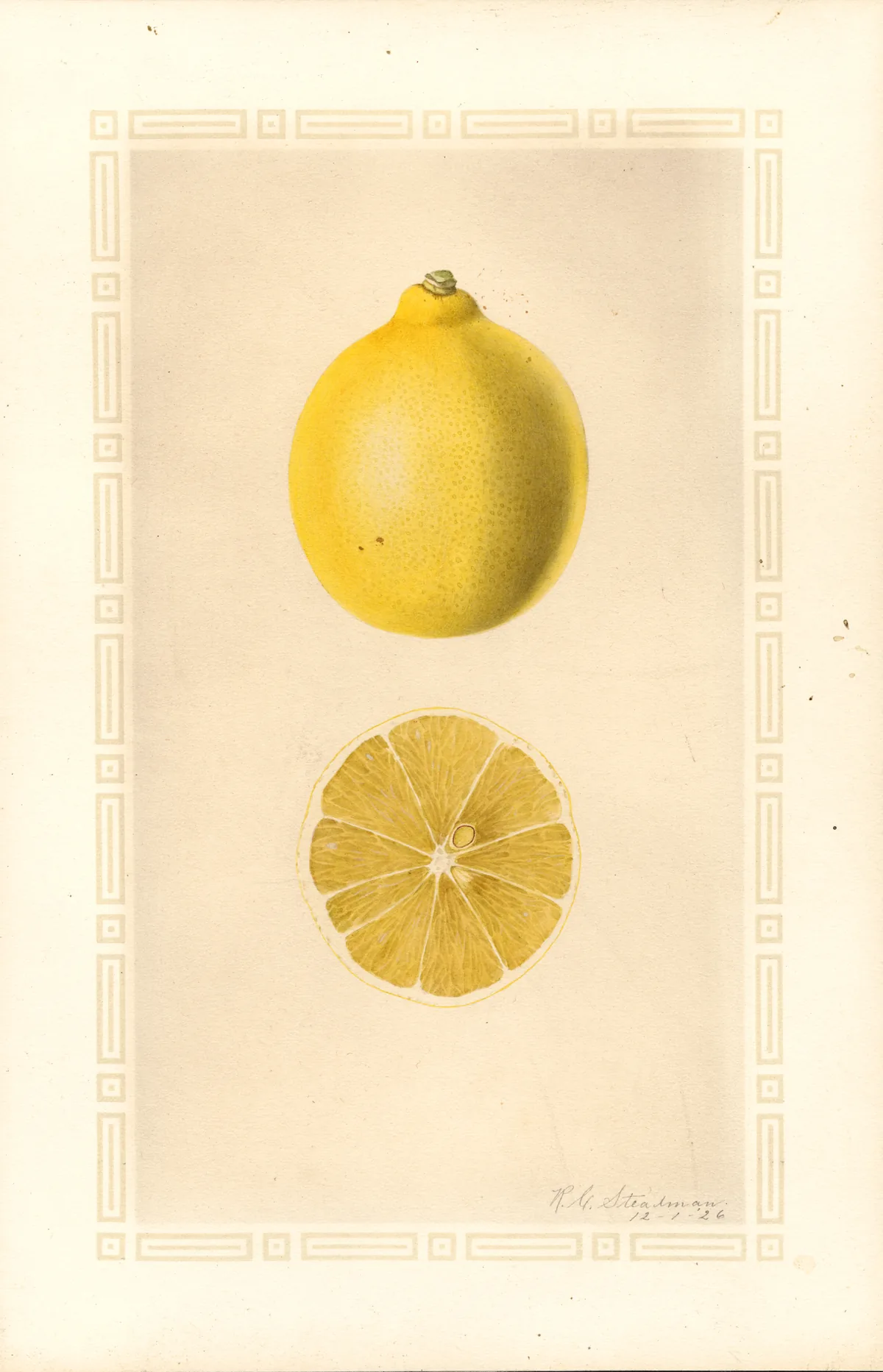 Meyer lemon (Citrus × meyeri), botanical illustration