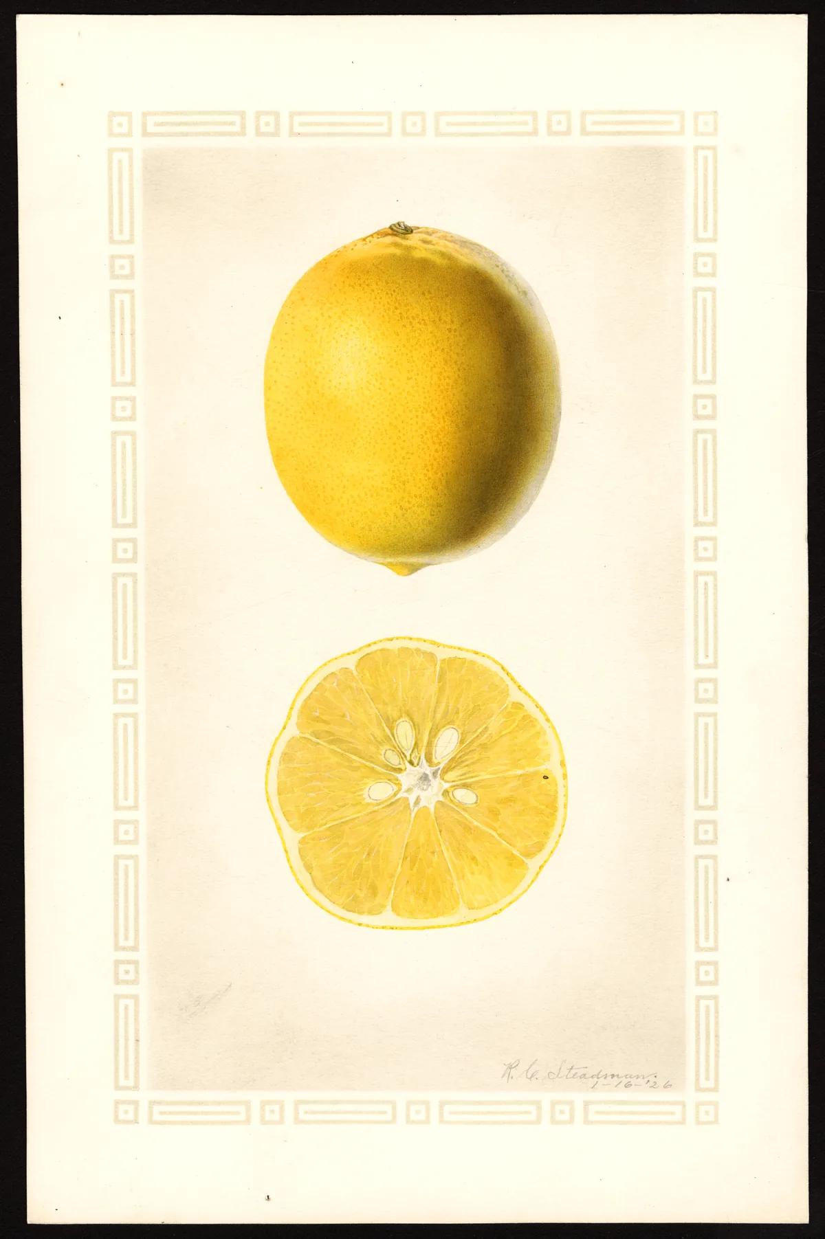 Illustration: Steadman, Royal Charles, b. 1875 · Public Domain · via Pomological Meyer lemon (Citrus × meyeri), botanical illustration