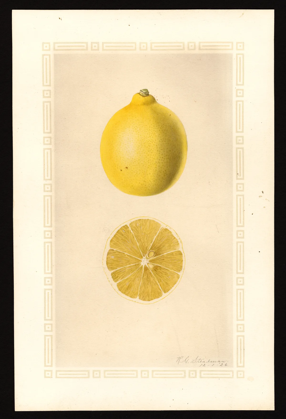 Illustration: Royal Charles Steadman · Public Domain · via Pomological dwarf Meyer lemon (Citrus x meyeri), botanical illustration
