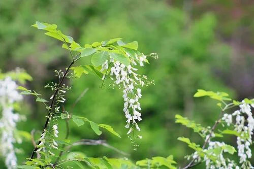 Yellowwood (Cladrastis kentukea), photograph