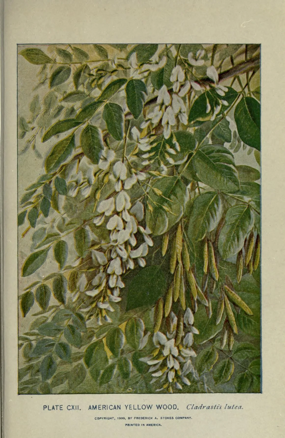 Yellowwood (Cladrastis kentukea), botanical illustration