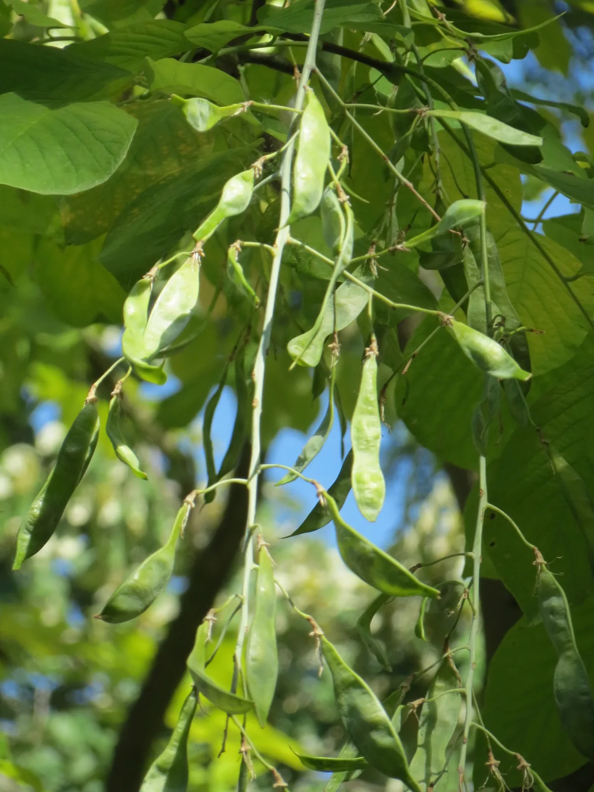 Photo: AnRo0002 · CC0 · via Wikimedia Yellowwood (Cladrastis kentukea), photograph
