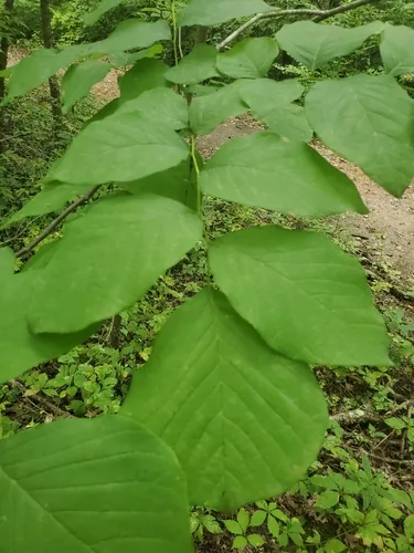 Yellowwood (Cladrastis kentukea), photograph