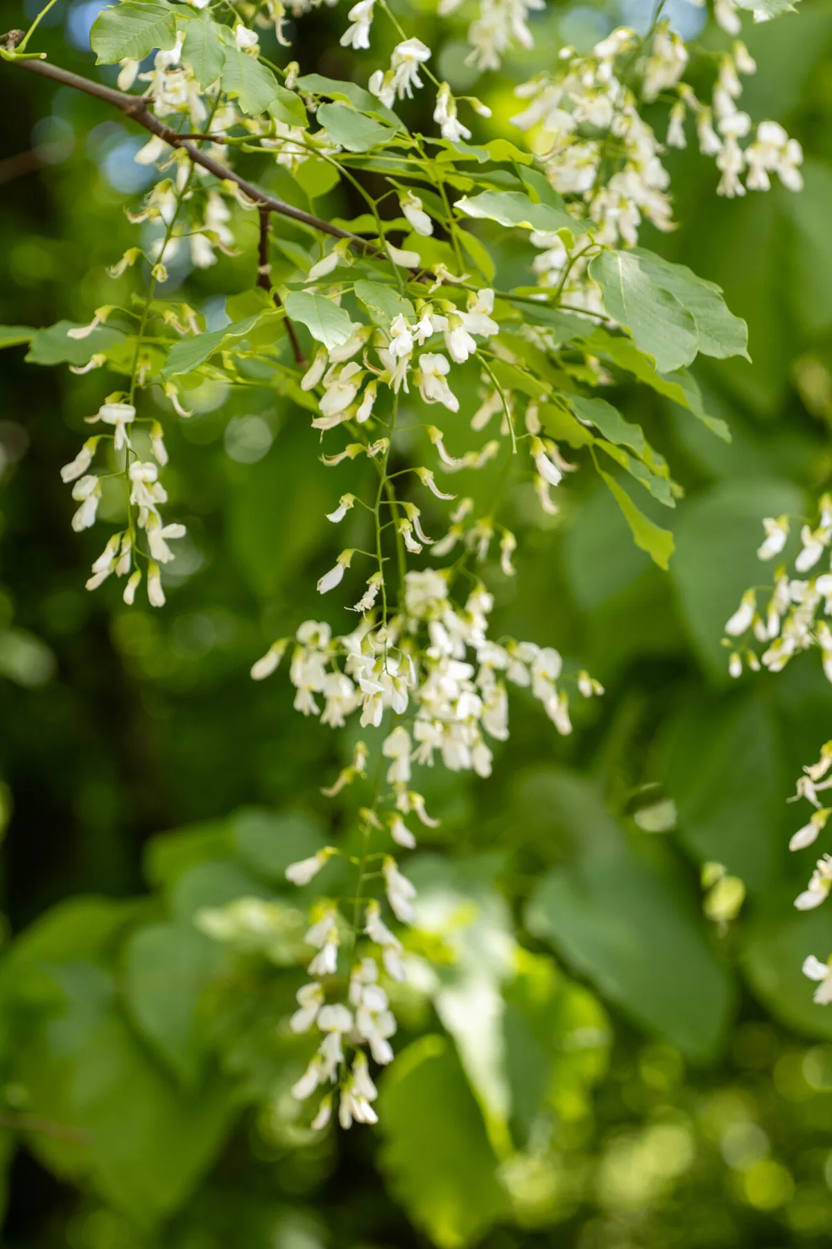 yellowwood (Cladrastis kentukea), photograph