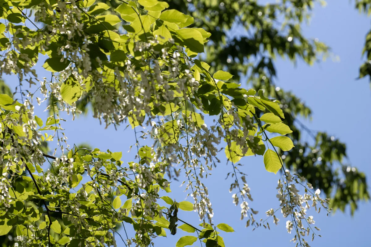 Yellowwood (Cladrastis kentukea), photograph