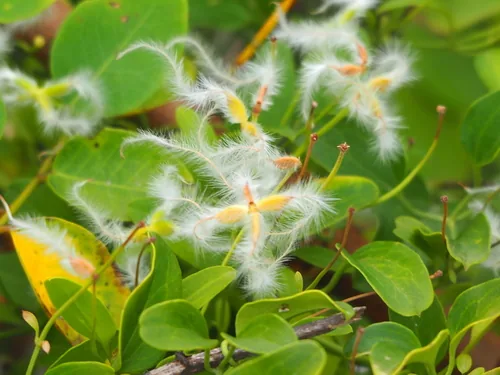 Sweet Autumn Clematis (Clematis terniflora), photograph