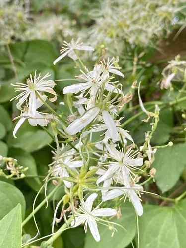Photo: (c) Sandy Wolkenberg, some rights reserved · CC BY · via iNaturalist Sweet Autumn Clematis (Clematis terniflora), photograph
