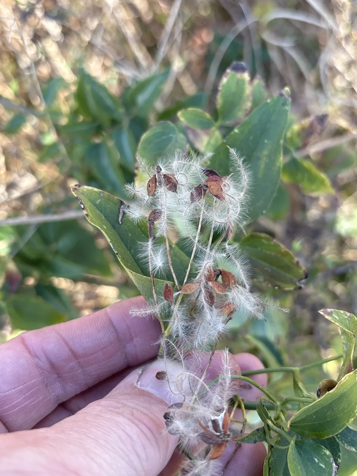 Sweet Autumn Clematis (Clematis terniflora), photograph