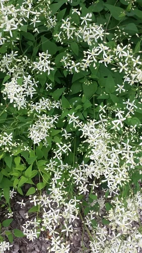 Sweet Autumn Clematis (Clematis terniflora), photograph