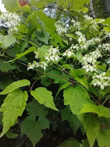 virgin's bower (Clematis virginiana), photograph