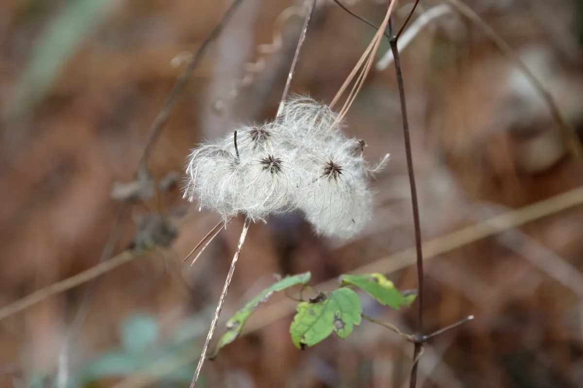 Virgins Bower (Clematis virginiana), photograph
