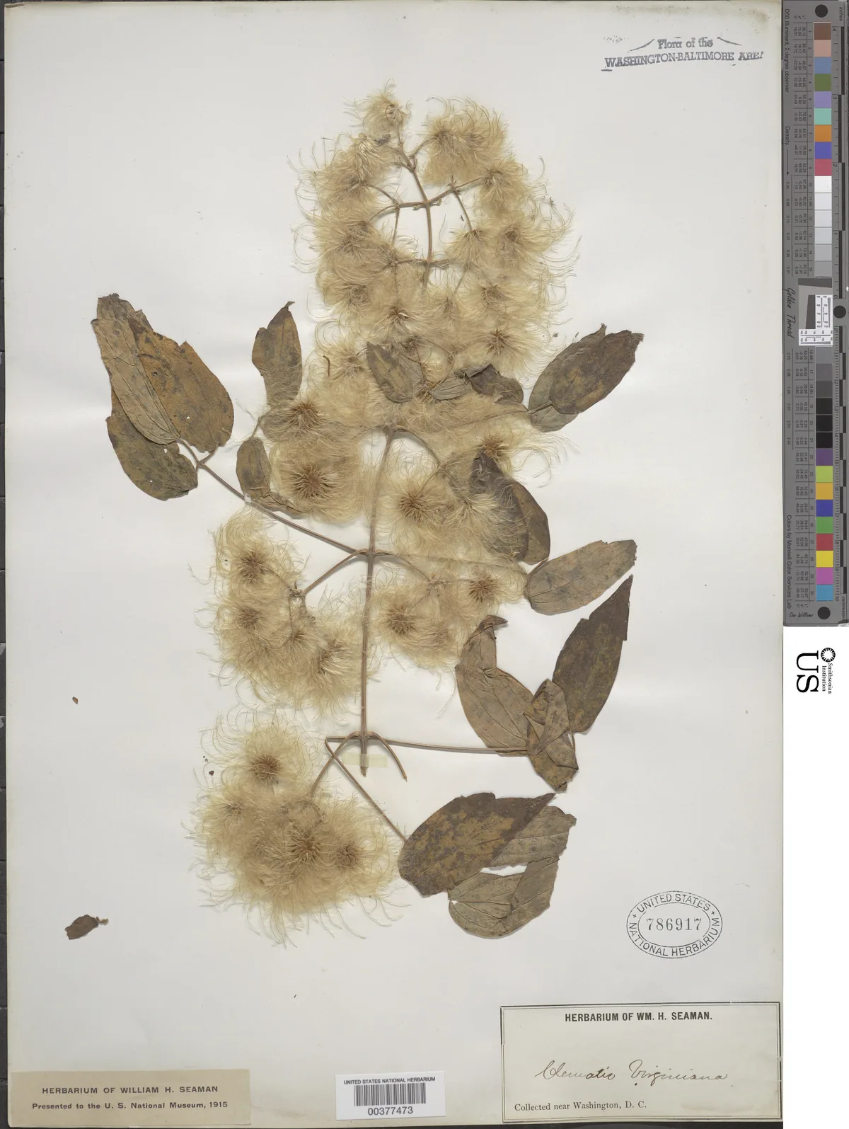 Virgins Bower (Clematis virginiana), photograph