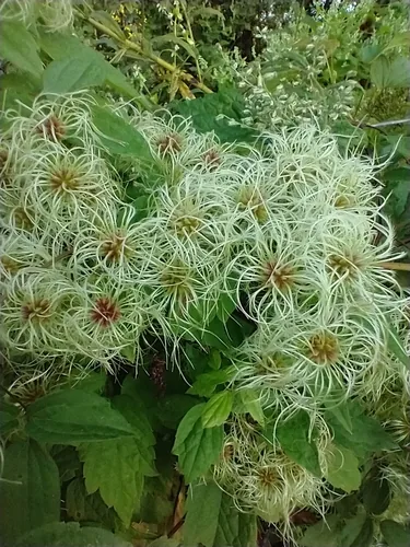 Photo: (c) Tom Norton, some rights reserved (CC BY) · cc-by · via iNaturalist Virgins Bower (Clematis virginiana), photograph