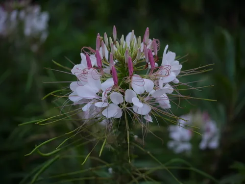 Photo: (c) Dinesh Valke, some rights reserved · CC BY-SA · via iNaturalist cleome (Cleome hassleriana), photograph