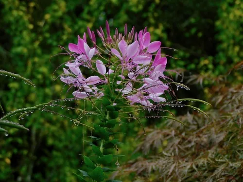 cleome (Cleome hassleriana), photograph