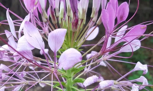 cleome (Cleome hassleriana), photograph