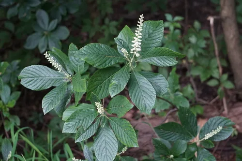 clethra (Clethra alnifolia), photograph