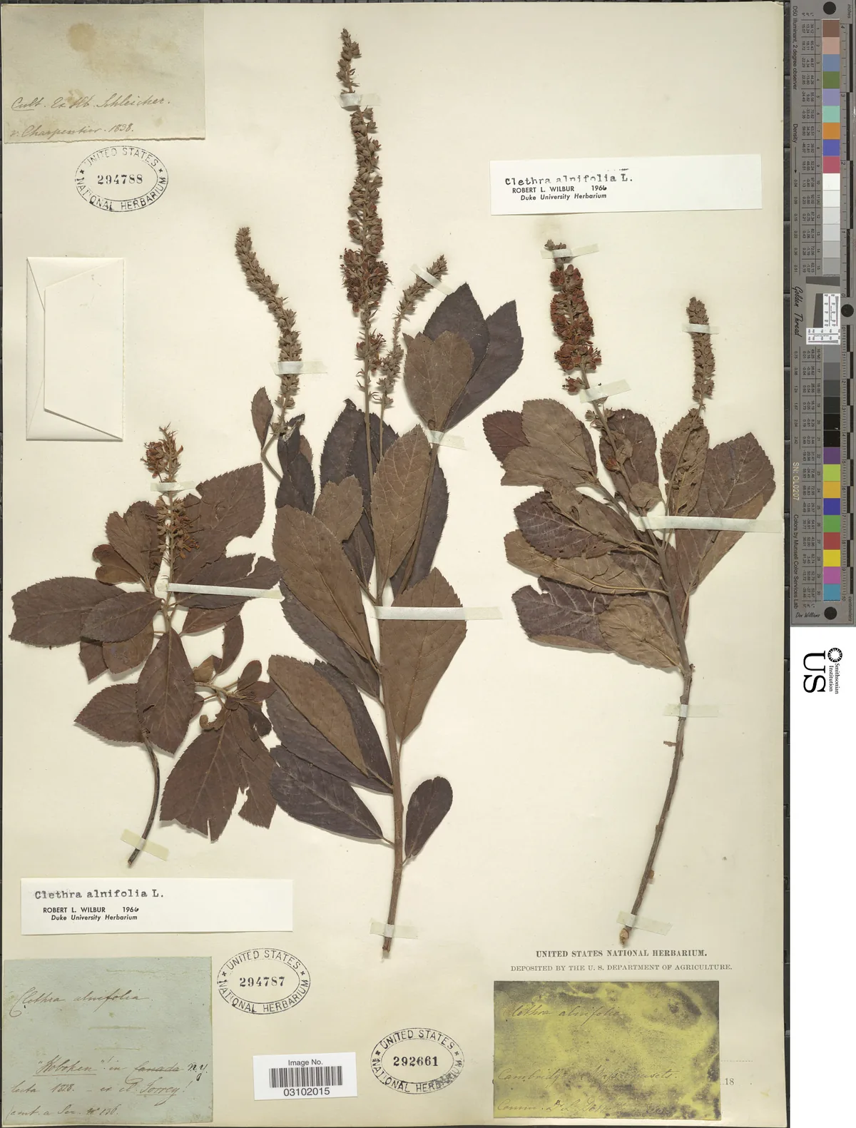 Clethra (Clethra alnifolia), photograph