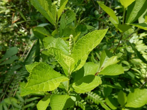 Photo: (c) NC Wetlands, some rights reserved (CC BY) · cc-by · via iNaturalist Clethra (Clethra alnifolia), photograph