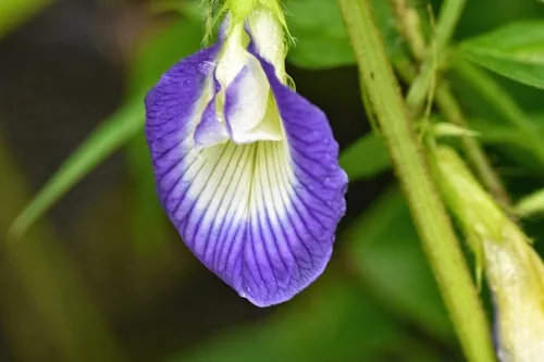 blue clitoria (Clitoria ternatea), photograph
