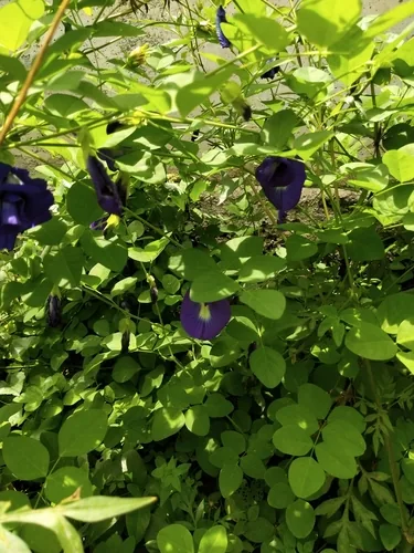blue clitoria (Clitoria ternatea), photograph