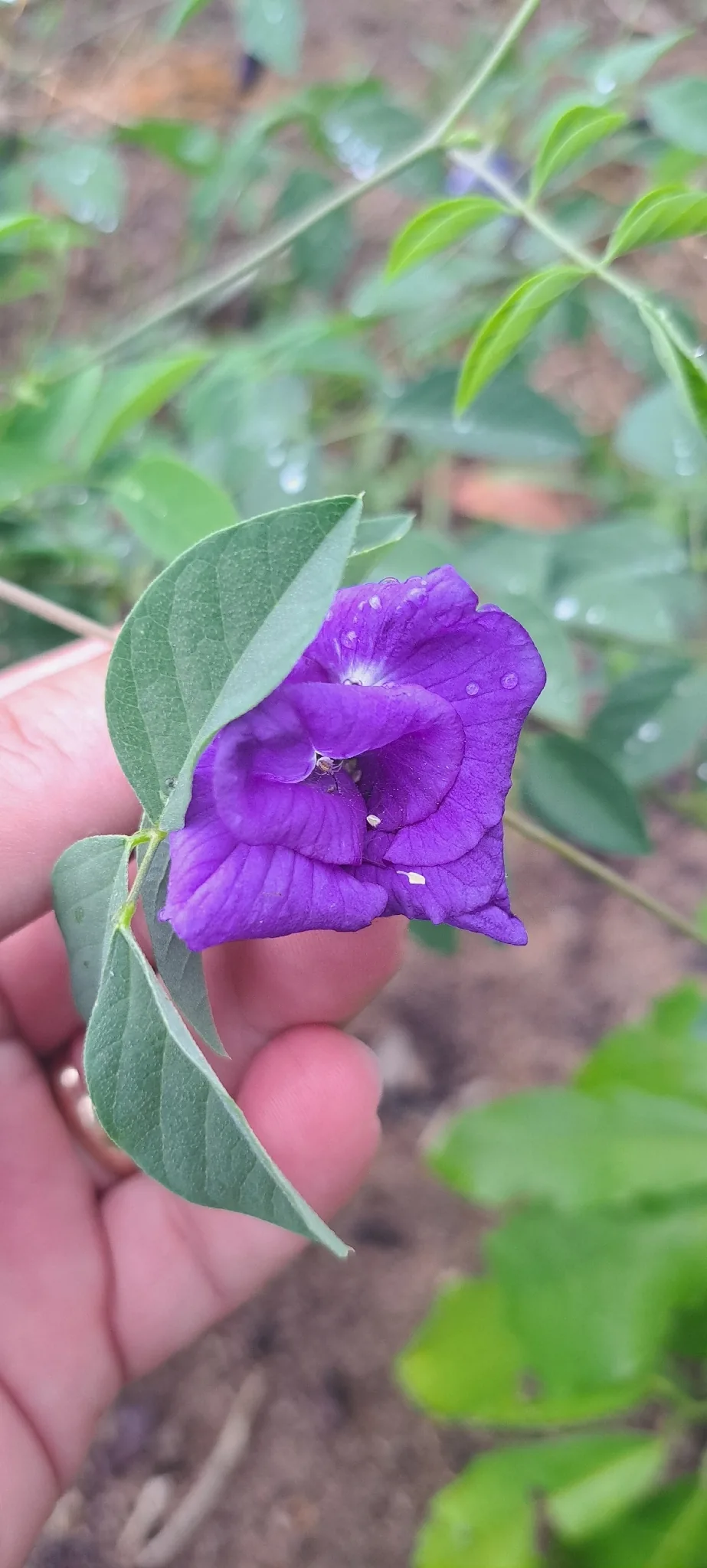 blue clitoria (Clitoria ternatea), photograph