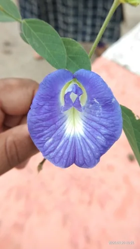 blue clitoria (Clitoria ternatea), photograph