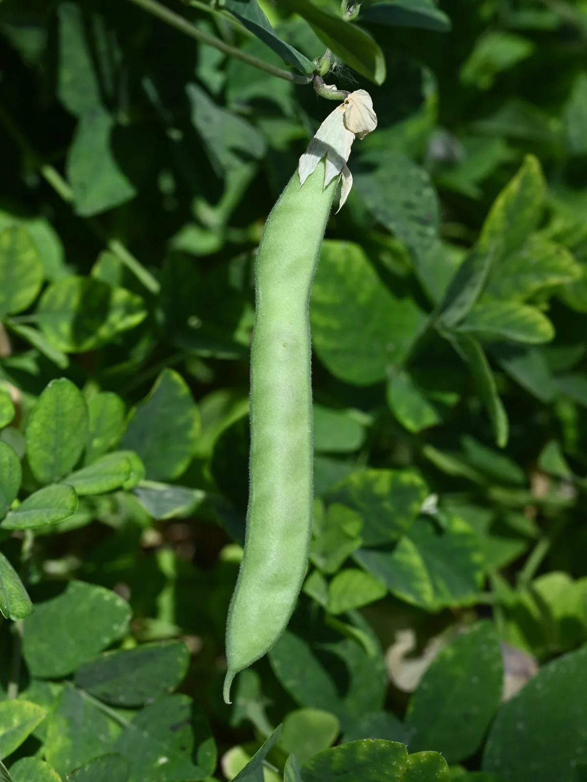 Photo: Krzysztof Ziarnek, Kenraiz, , via Wikimedia Commons · CC BY-SA 4.0 · via Wikimedia Commons blue clitoria (Clitoria ternatea), photograph
