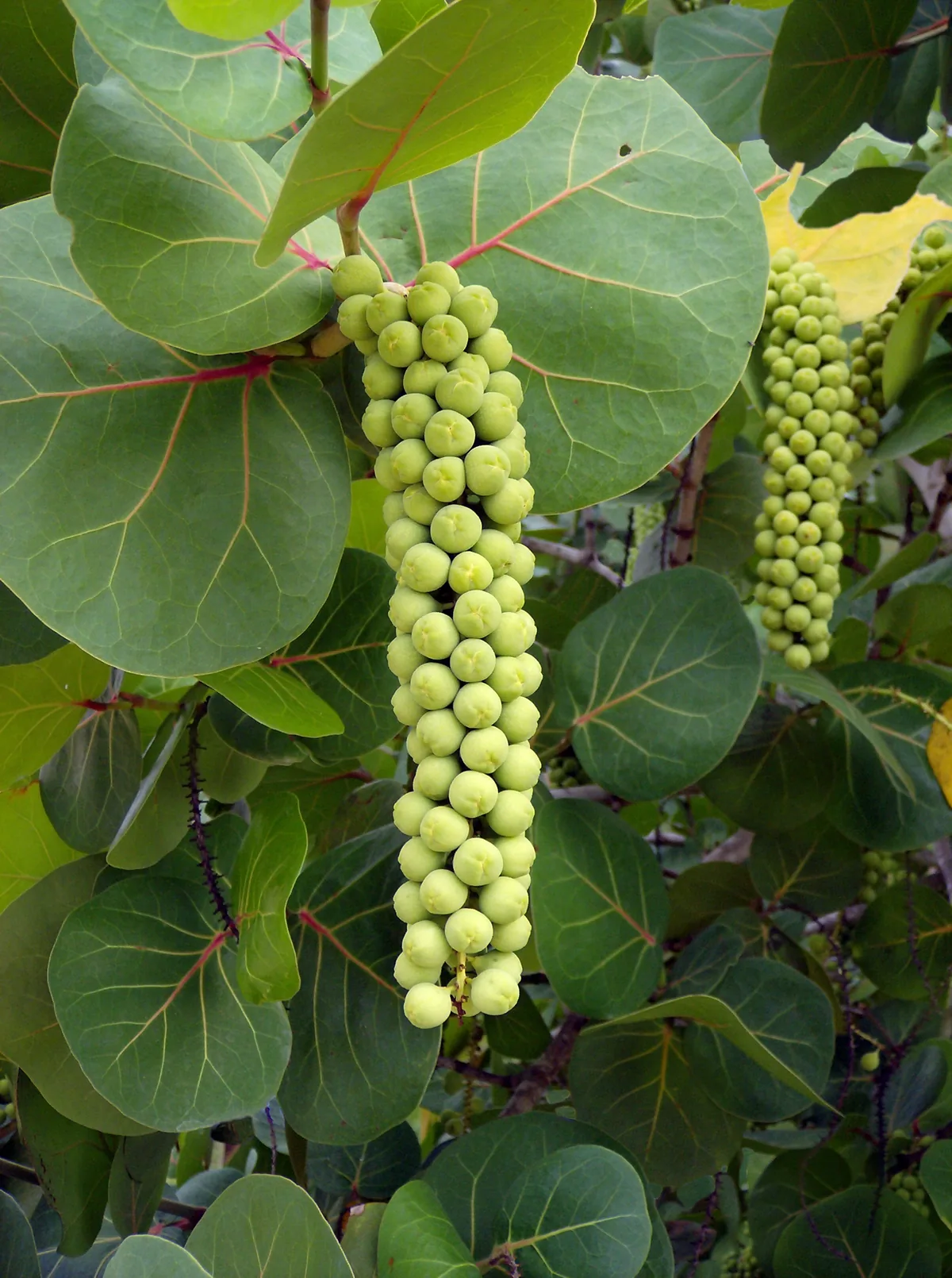 Photo: Wilfredor, , via Wikimedia Commons · CC0 · via Wikimedia Commons Sea grape (Coccoloba uvifera), photograph
