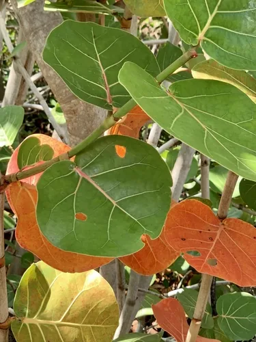 Sea Grape (Coccoloba uvifera), photograph