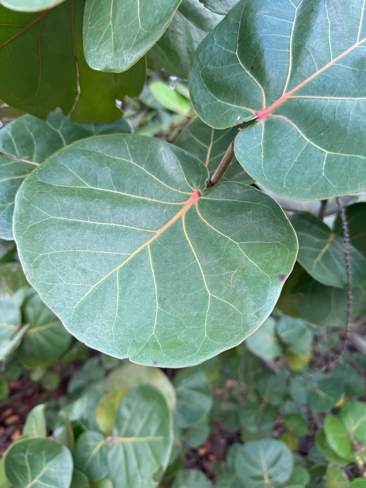 Sea Grape (Coccoloba uvifera), photograph