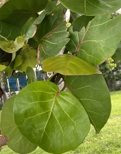 Photo: (c) Dani Holmes, some rights reserved (CC BY) · cc-by · via iNaturalist Sea Grape (Coccoloba uvifera), photograph