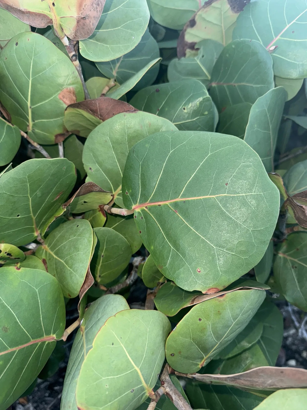 Sea Grape (Coccoloba uvifera), photograph