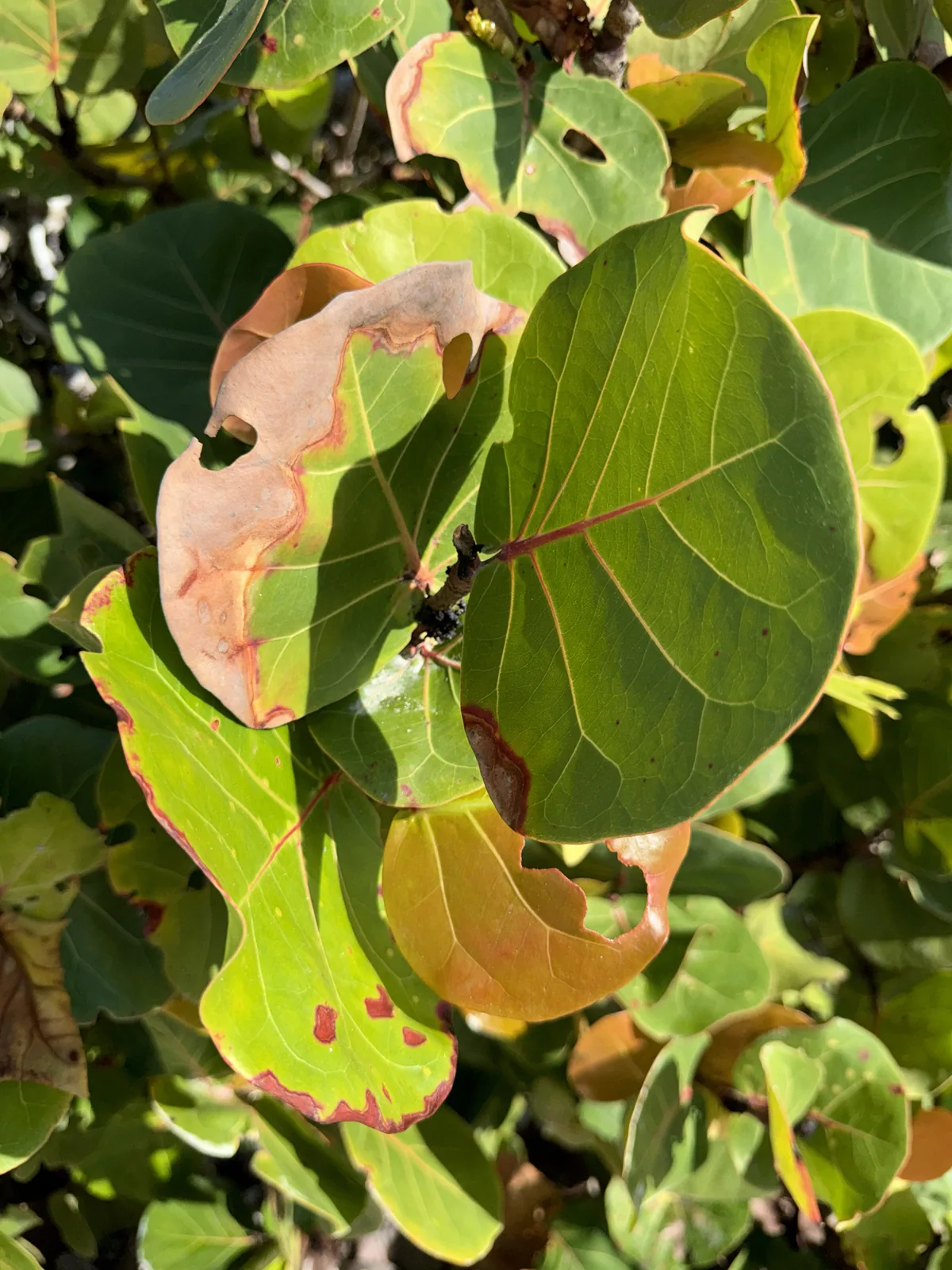 Sea Grape (Coccoloba uvifera), photograph