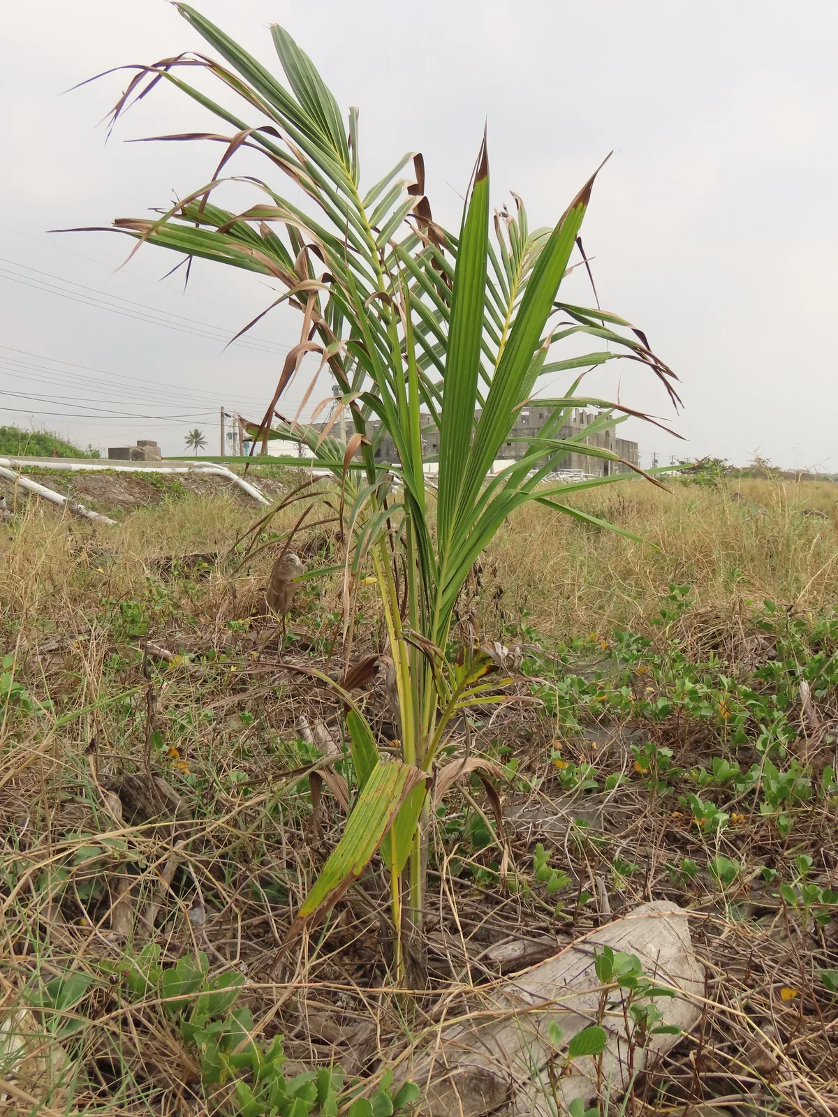 Coconut Palm (Cocos nucifera), photograph