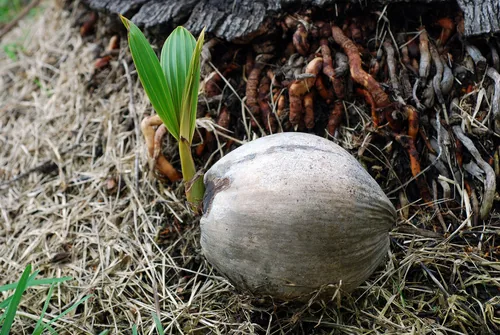 Coconut Palm (Cocos nucifera), photograph