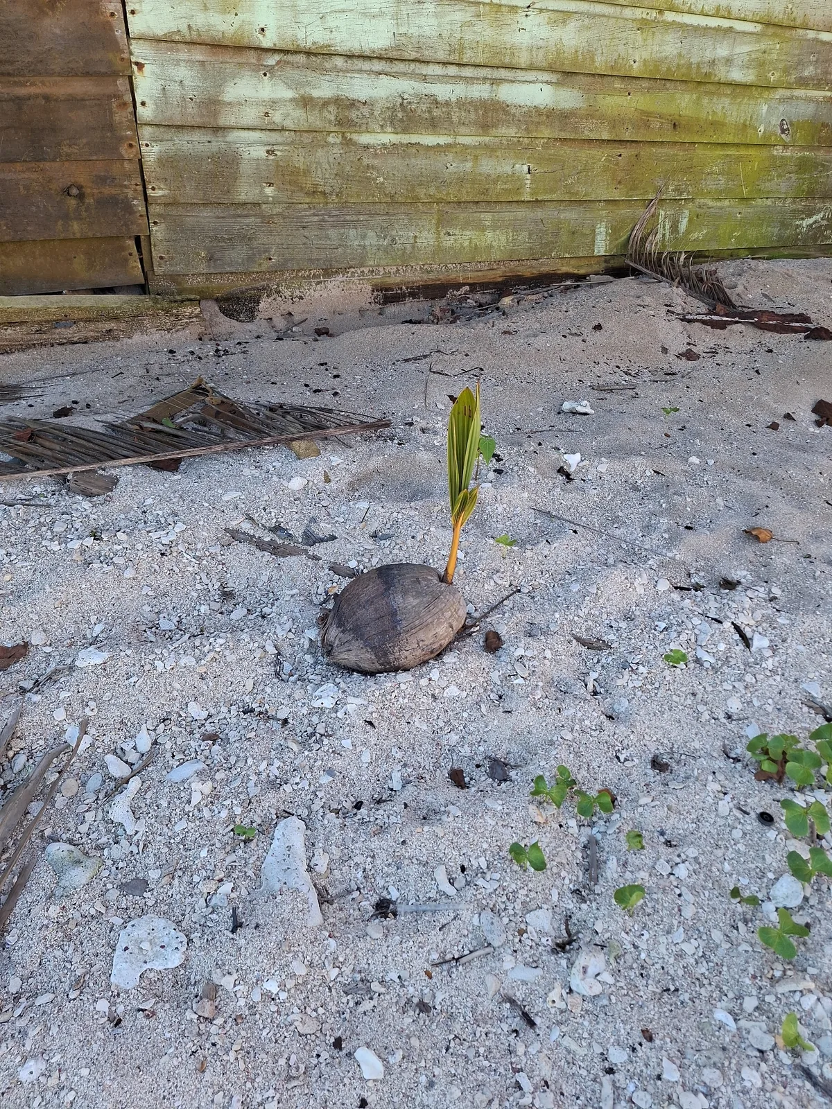 Coconut Palm (Cocos nucifera), photograph