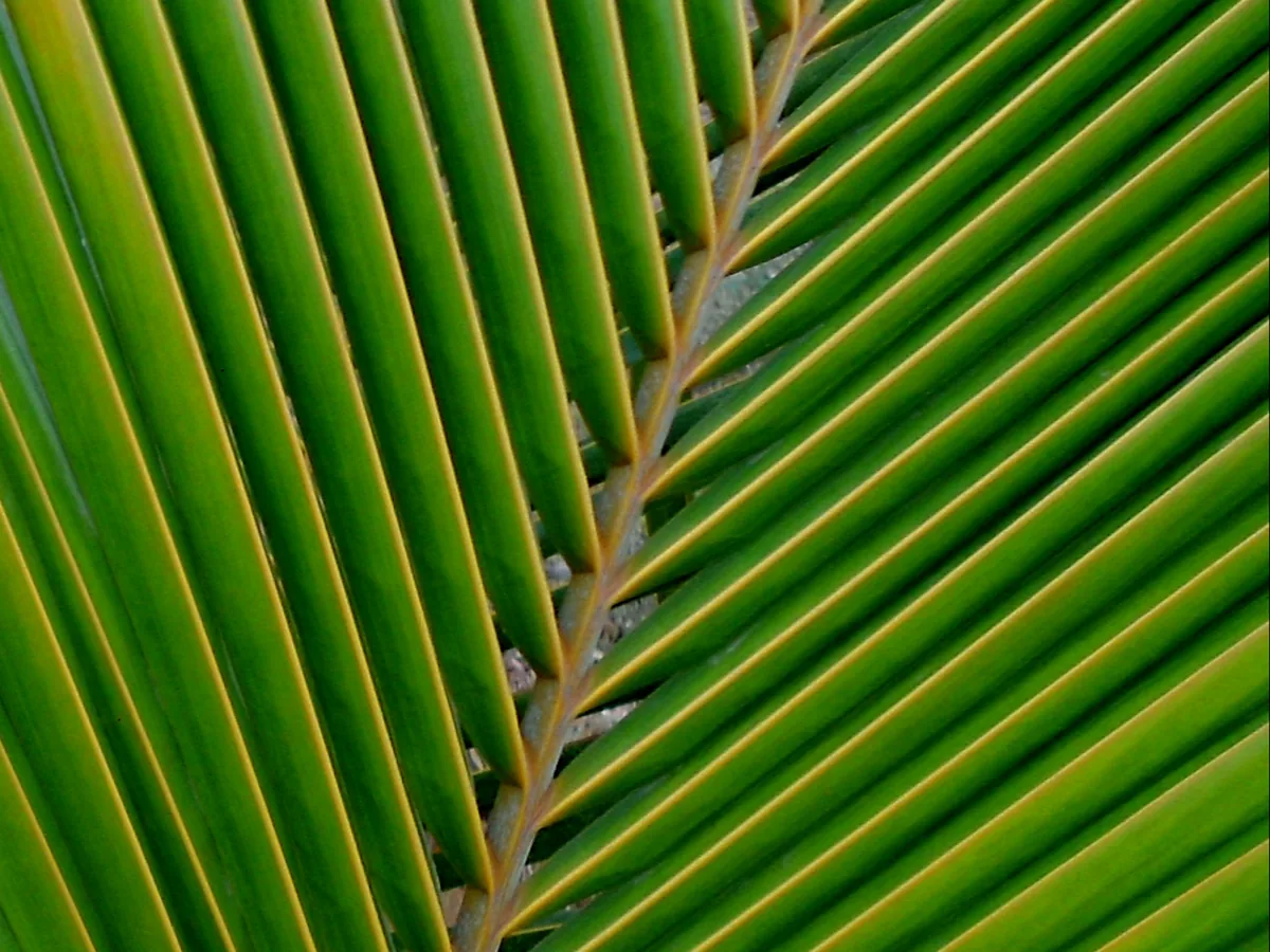 Coconut Palm (Cocos nucifera), photograph
