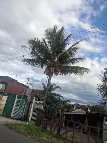 Photo: (c) Akiva, some rights reserved · CC BY-SA · via iNaturalist coconut palm (Cocos nucifera), photograph
