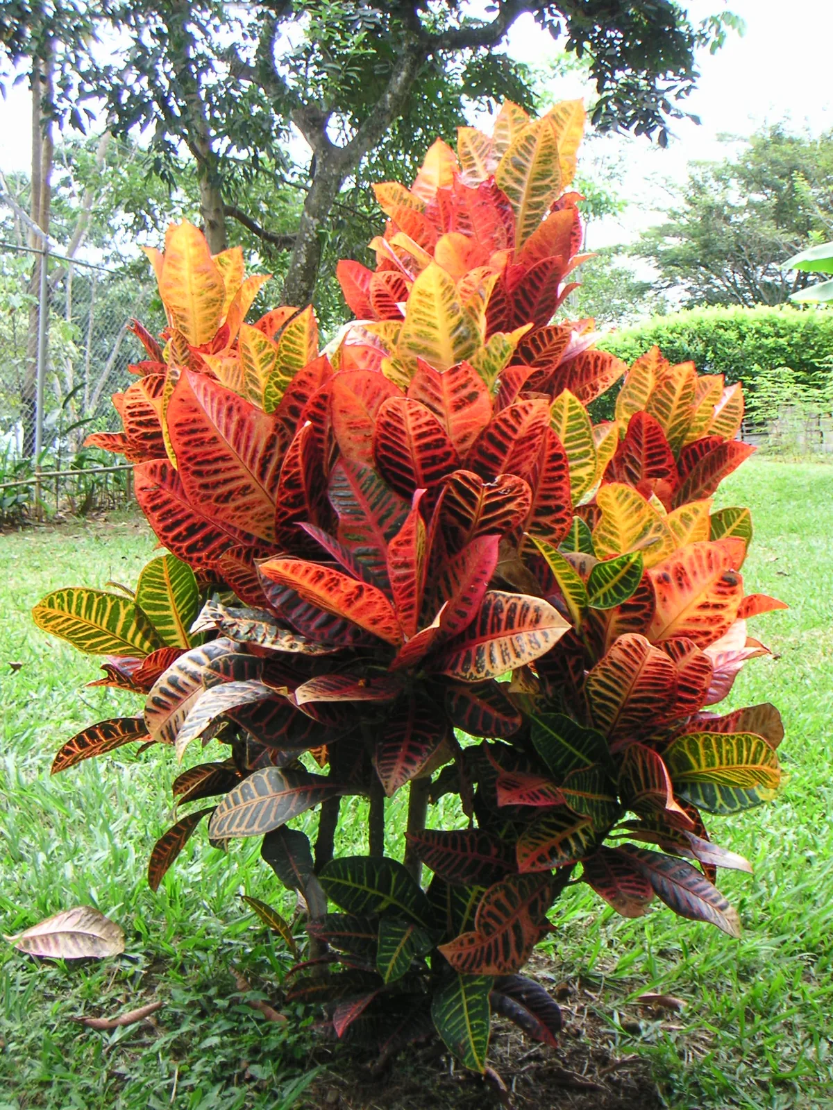 Photo: Louise Wolff --darina 23:22, 6 May 2005 (UTC) · CC BY-SA 3.0 · via Wikimedia Commons croton (Codiaeum variegatum), photograph