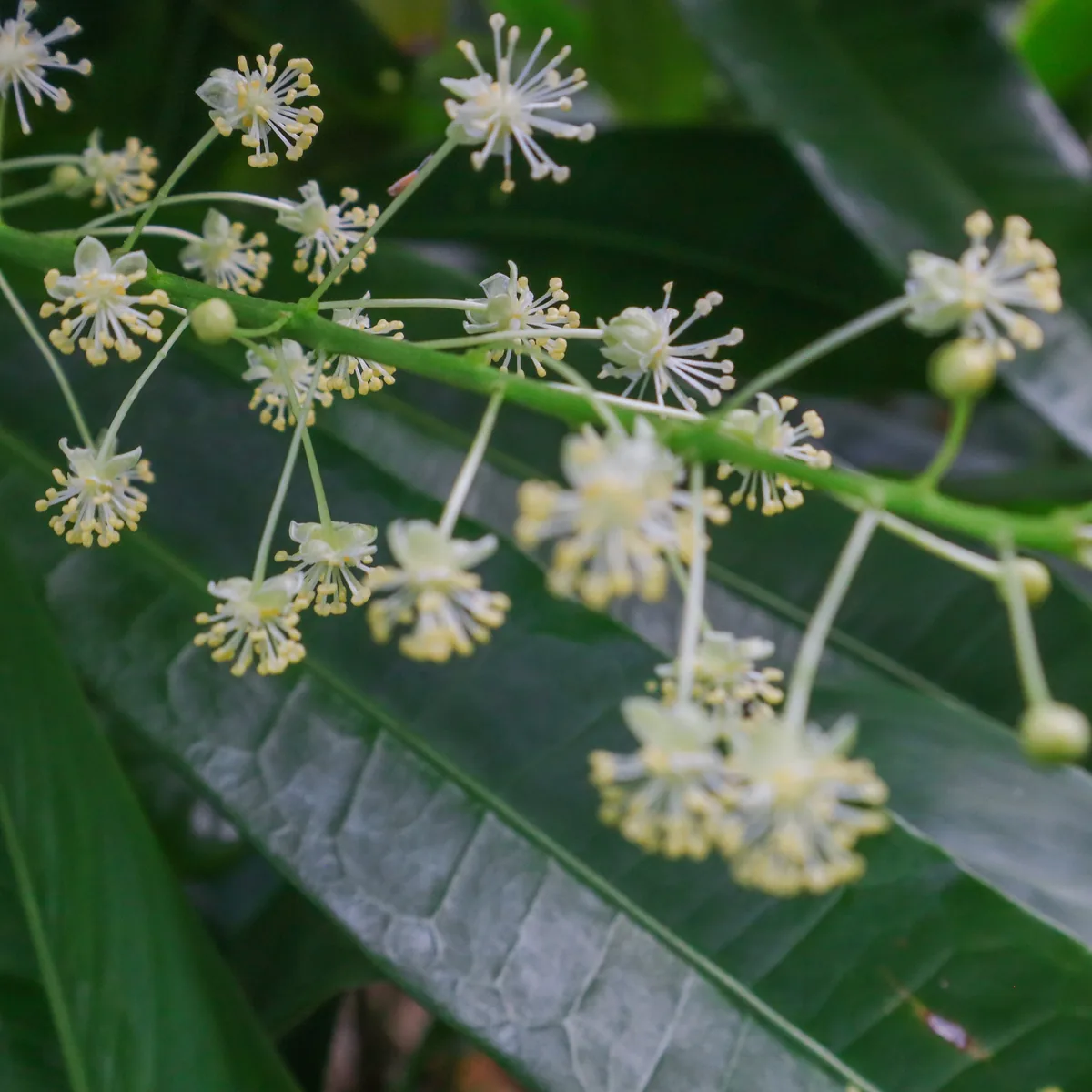Croton (Codiaeum variegatum), photograph