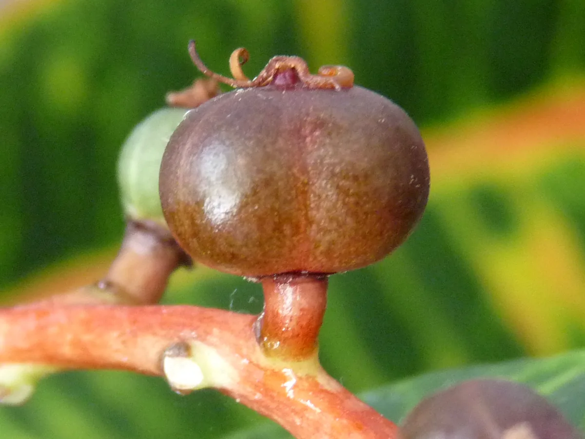 Croton (Codiaeum variegatum), photograph