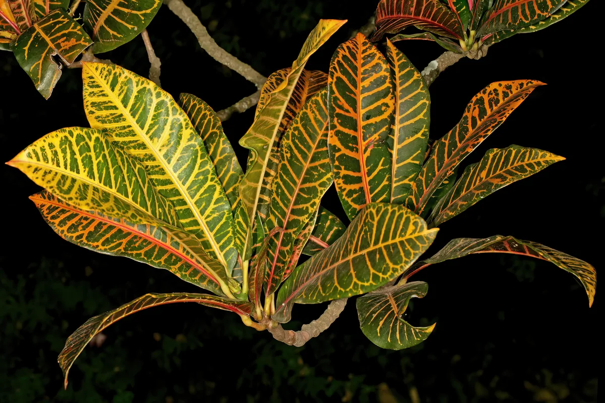 Croton (Codiaeum variegatum), photograph