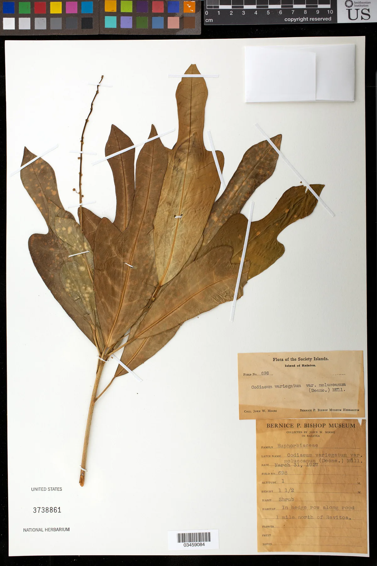 Croton (Codiaeum variegatum), photograph