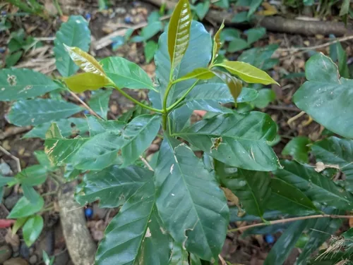 coffee (Coffea arabica), photograph