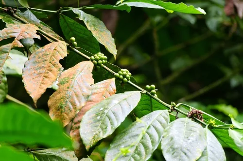 coffee (Coffea arabica), photograph