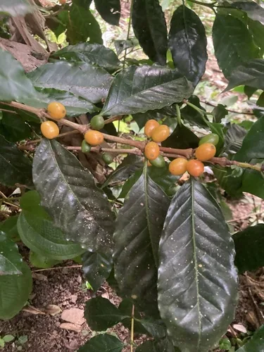 coffee (Coffea arabica), photograph