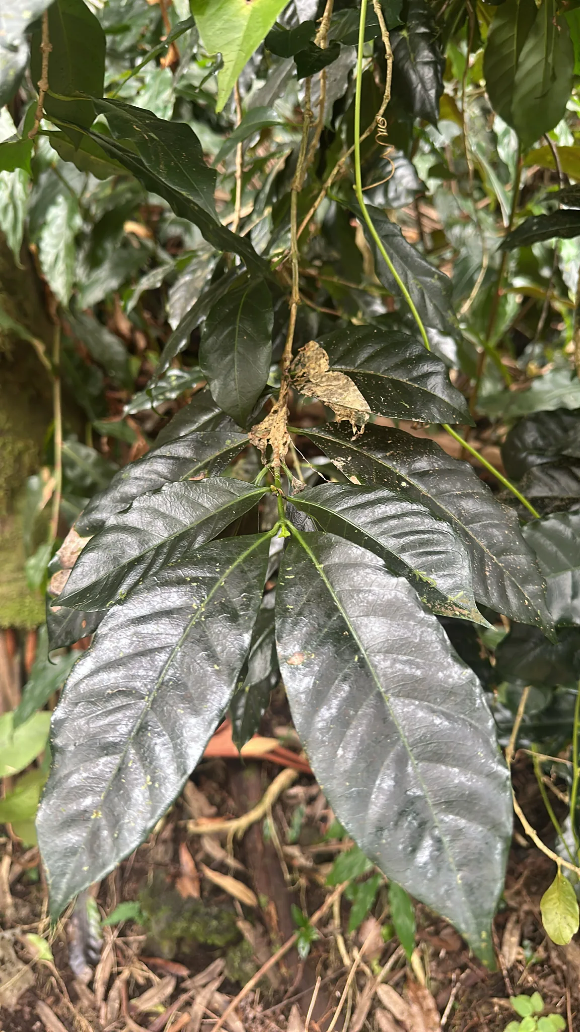 coffee (Coffea arabica), photograph